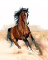 Malowanie po numerach Galopujący koń M1182