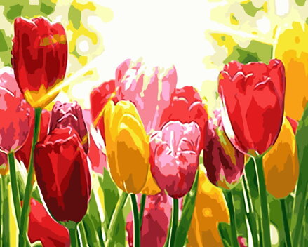 Malowanie po numerach Tulipany M312