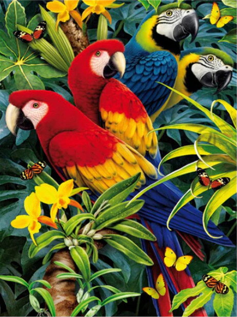 Malowanie po numerach Papugi M991142